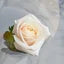 White rose