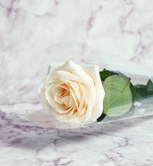 Single long-stem Dorchester rose