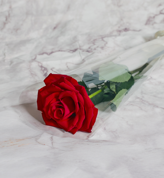Single long-stem red rose